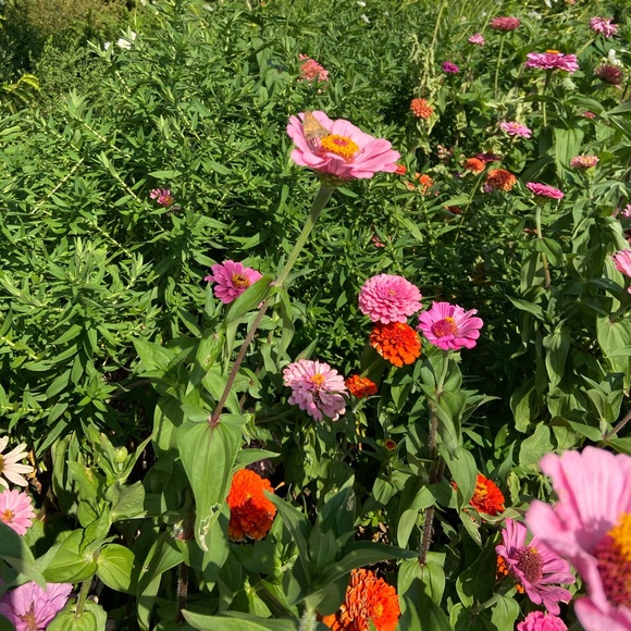 Meet your Posher, Alexandra - Picture 1 of 1